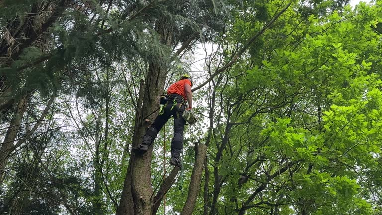 Best Fruit Tree Pruning  in Dover Beaches South, NJ