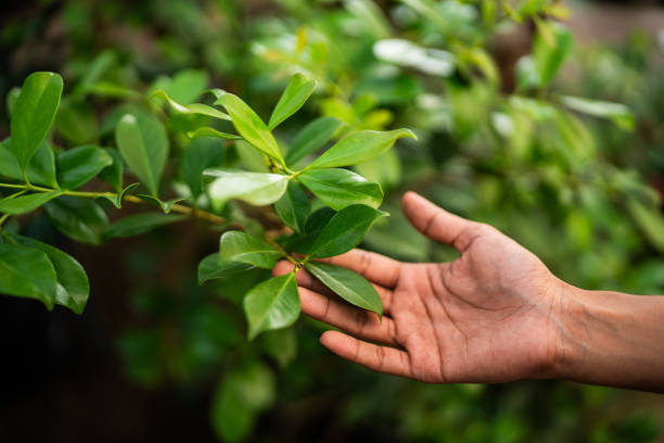 Best Tree Health Inspection  in Dover Beaches South, NJ